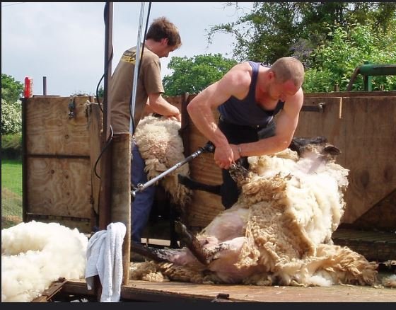 wool production